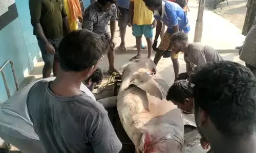 காசிமேடு கடலில் மீனவர்கள் வலையில் சிக்கிய 350 கிலோ ராட்சத சுறா மீன்