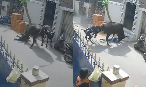 அரும்பாக்கத்தில் சிறுமியை முட்டி தூக்கிய சம்பவம்: ஒரே நாளில் 25 மாடுகள் பிடிபட்டன