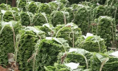 பரமத்தி வேலூரில் வெள்ளக்கொடி வெற்றிலை விலை உயர்வு