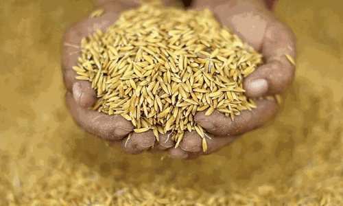 பாரம்பரிய நெல் ரக விதைகள் பெற விவசாயிகளுக்கு அழைப்பு