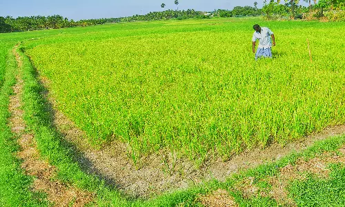 செண்பகராமன் புதூர் பகுதியில் தண்ணீர் இன்றி நெற்பயிர்கள் கருகும் அபாயம்
