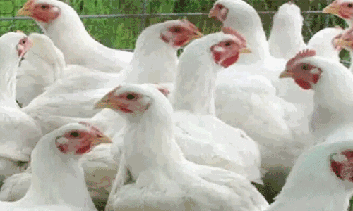 கறிக்கோழி விலை ரூ.105 ஆக உயர்வு