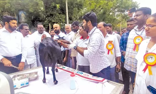 கால்நடை மருத்துவ முகாம்