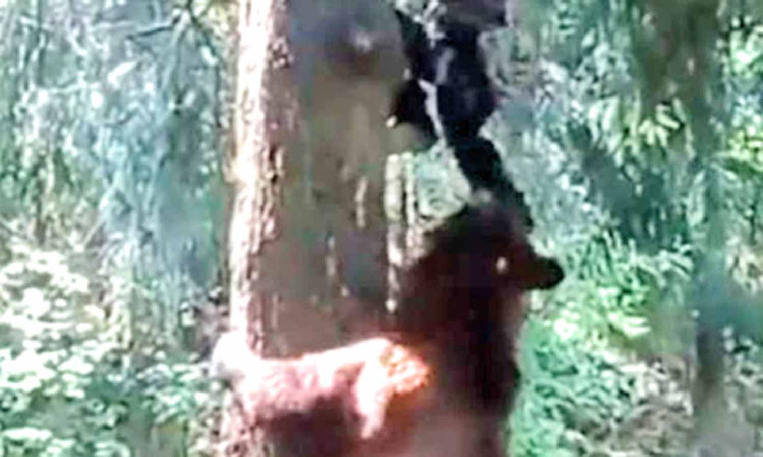 மலையேற்றத்திற்காக சென்ற போது கரடியிடம் சிக்கிய நபர்- மரத்தில் ஏறி தப்பிய வீடியோ வைரல்