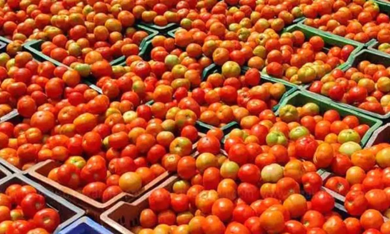 பொள்ளாச்சி சந்தையில் தக்காளி கிலோ ரூ.40 ஆக சரிவு | Tomatoes in Pollachi  market fall to Rs.40 per kg