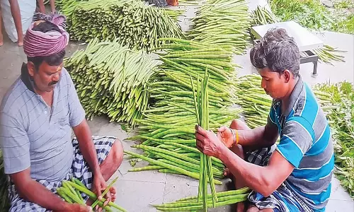 ஒட்டன்சத்திரம் மார்க்கெட்டில் முருங்கைக்கு விலை கிடைக்காததால் விவசாயிகள் வேதனை