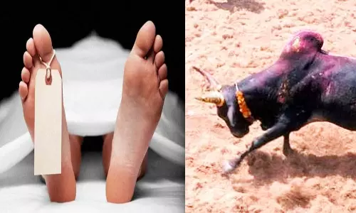 மாடு முட்டி மூதாட்டி சாவு