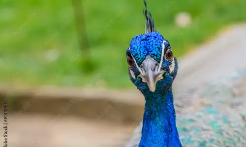 மயில் குறுக்கே வந்ததால் விபத்து