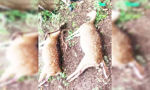 நாய்கள் துரத்தியதில் 2 மான்கள் சாவு