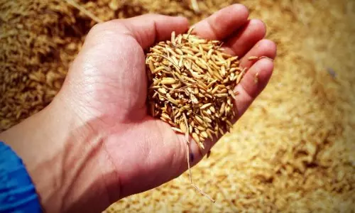 விதை விற்பனை நிலையங்களில் அதிகாரிகள் ஆய்வு