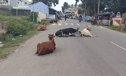 சாலைகளில் சுற்றுத்திரியும் கால்நடைகளால் வாகன ஓட்டிகள் அச்சம்
