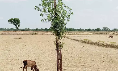 மின்கம்பத்தில் வளர்ந்துள்ள மரத்தை அகற்ற வேண்டும்