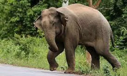 தேன்கனிக்கோட்டை அருகே யானைகள் தொடர்ந்து ஊருக்குள் புகுந்து அட்டகாசம்