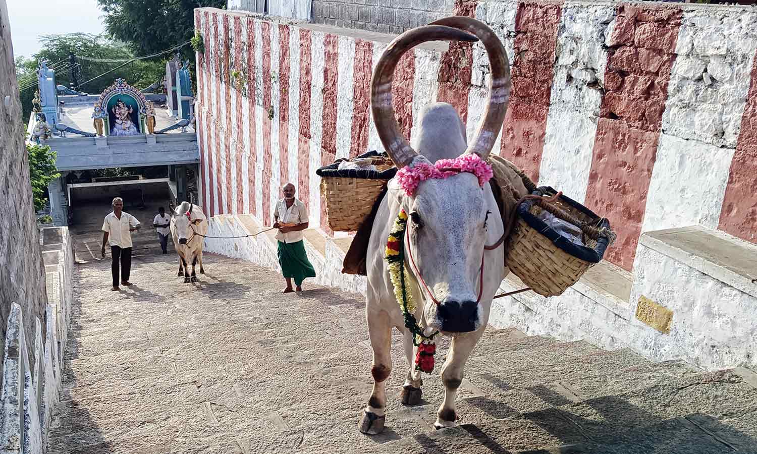 சென்னிமலை முருகன் கோவிலுக்கு படி வழியாக திருமஞ்சனம் கொண்டு செல்ல புதிய காளை மாட்டிற்கு பயிற்சி