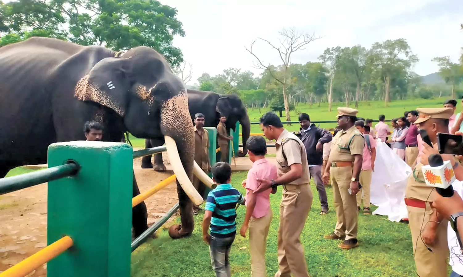 தெப்பக்காட்டில் வளர்ப்பு யானைகளுக்கு உணவு வழங்கி மகிழ்ந்த பள்ளி மாணவர்கள் தெப்பக்காட்டில் வளர்ப்பு யானைகளுக்கு உணவு வழங்கி மகிழ்ந்த பள்ளி மாணவர்கள்