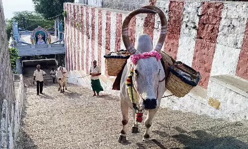 சென்னிமலை முருகன் கோவிலுக்கு படி வழியாக திருமஞ்சனம் கொண்டு செல்ல புதிய காளை மாட்டிற்கு பயிற்சி