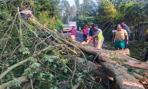 பெரும்பாறை அருகே இன்று மரம் முறிந்து விழுந்ததால் போக்குவரத்து பாதிப்பு