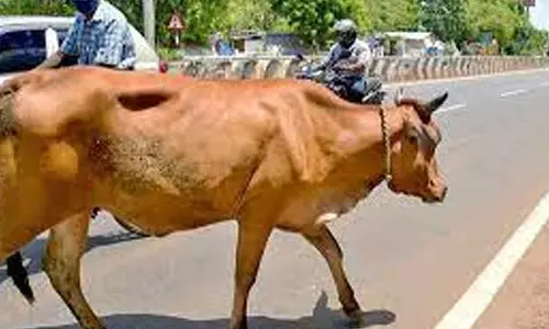 பிடிக்கப்படும் மாடுகளை 3 நாட்களில் மீட்காவிட்டால் ஏலம்- உரிமையாளர்களுக்கு நகராட்சி ஆணையர் எச்சரிக்கை