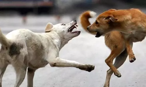 காரைக்கால்  அரசு ஆஸ்பத்திரியில் நாய் தொல்லை அதிகரிப்பு