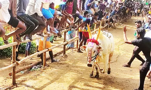 எருது விடும் விழாவில் சீறிப்பாய்ந்த காளைகள்