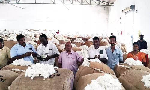 பாபநாசம் ஒழுங்குமுறை விற்பனை கூடத்தில் பருத்தி ஏலம்