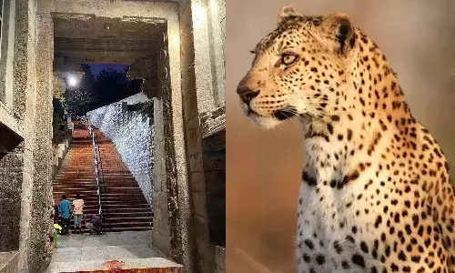 சிறுத்தை நடமாட்டம் எதிரொலி - திருப்பதி மலைப்பாதைகளில் சிறுவா், சிறுமியருக்கு கட்டுப்பாடு