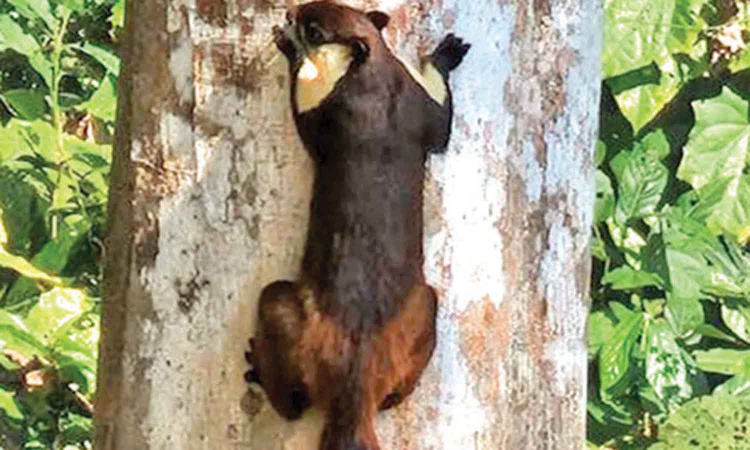 இந்தியாவில் காணப்படும் உலகின் மிகப்பெரிய அணில்