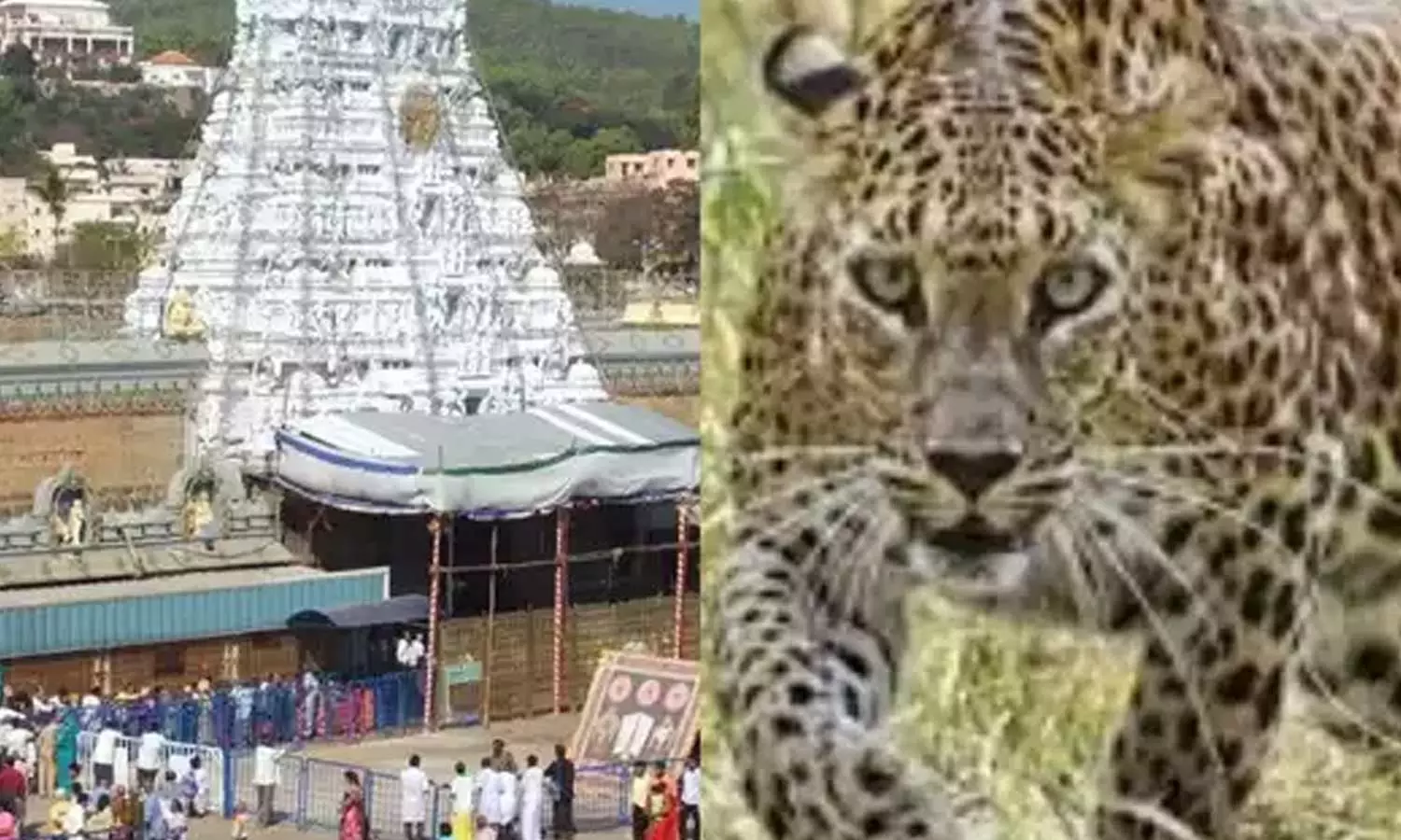 திருப்பதி நடைபாதையில் குழந்தையை கொன்ற சிறுத்தை மீண்டும் நடமாட்டம்- பக்தர்கள் சிதறி ஓடியதால் பரபரப்பு திருப்பதி நடைபாதையில் குழந்தையை கொன்ற சிறுத்தை மீண்டும் நடமாட்டம்- பக்தர்கள் சிதறி ஓடியதால் பரபரப்பு