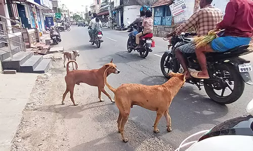 நாமக்கல்லில் சாலையில் சுற்றித் திரியும் நாய்களால் விபத்தில் சிக்கும் வாகன ஓட்டிகள்