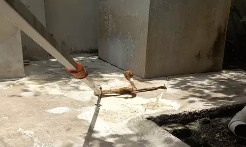 ஆசிரியர் வீட்டில் புகுந்த நல்ல பாம்பு