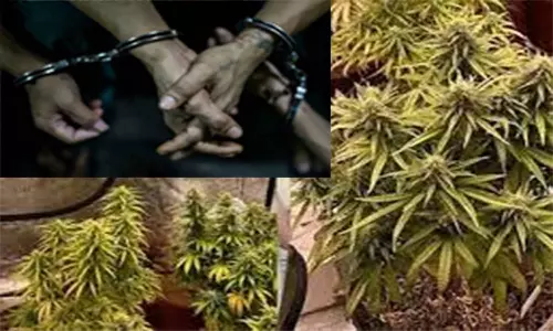 விலை கட்டுப்படி ஆகாததால் கஞ்சா வளர்த்த 2 பேர் கைது