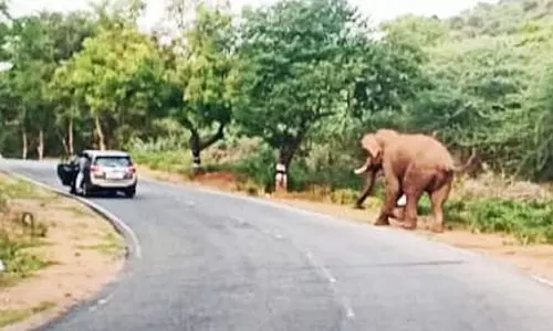 ஒற்றை யானையின் நடமாட்டத்தை வனத்துறையினர் கண்காணிக்க வேண்டும்