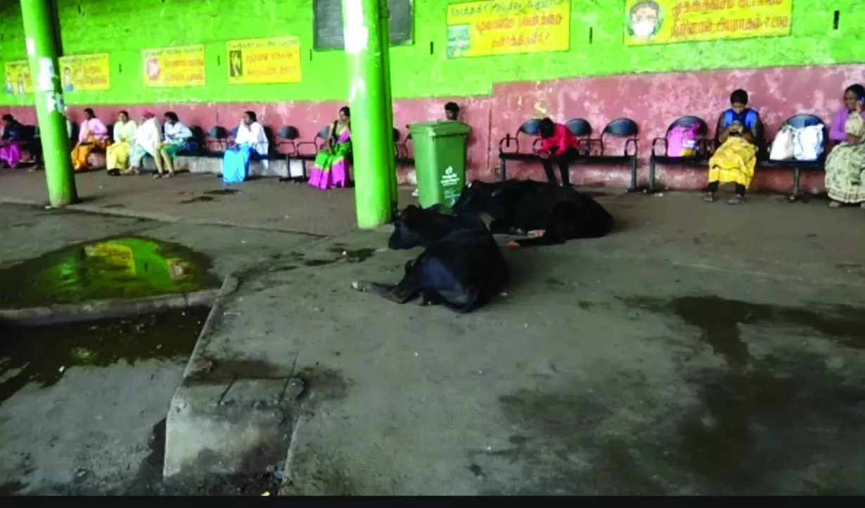 கால்நடைகளின் ஓய்வெடுக்கும் அறையாக மாறிய கோத்தகிரி பஸ் நிலையம்
