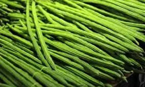 வெள்ளக்கோவில் சந்தைக்கு 24 டன் முருங்கைக்காய் வரத்து