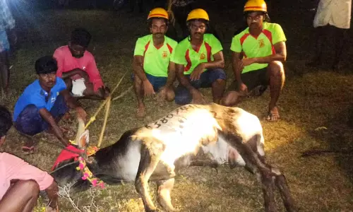 கிணற்றில் தவறி விழுந்த ஜல்லி கட்டு காளை