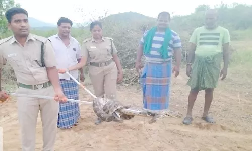 நிலத்தில் இருந்த 8 அடி நீள மலைப்பாம்பு மீட்பு