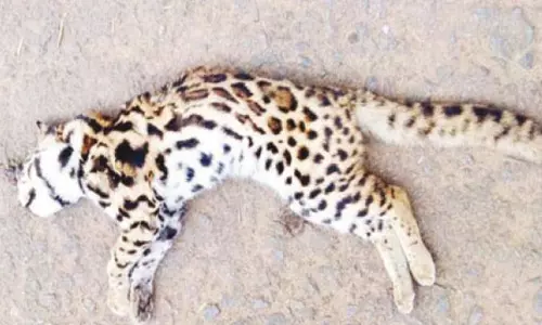 கோத்தகிரி அருகே வாகனம் மோதி சிறுத்தை பூனை சாவு