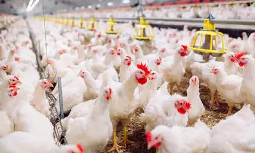 கோவையில் கறிக்கோழி கொள்முதல் விலை தொடர்ந்து உயர்வு