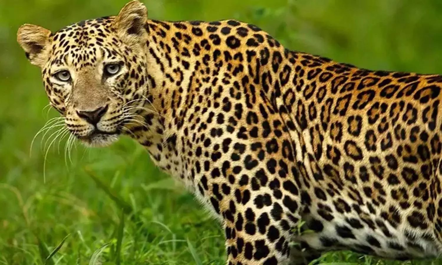 திருப்பதியில் மலையில் இருந்து கீழே இறங்கிய சிறுத்தை பல்கலைக்கழக வளாகத்தில் நடமாட்டம் திருப்பதியில் மலையில் இருந்து கீழே இறங்கிய சிறுத்தை பல்கலைக்கழக வளாகத்தில் நடமாட்டம்