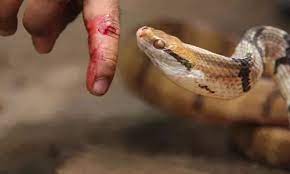 பாம்பு கடித்து மூதாட்டி சாவு | PERAMBALUR NEWS: Old Woman Dies Of Snake ...