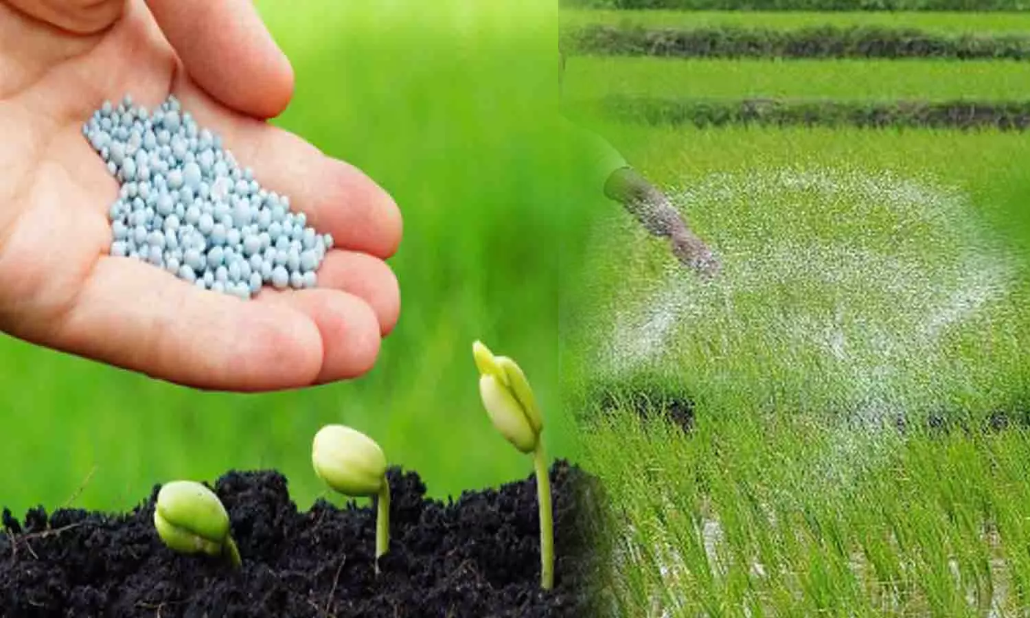 காட்பாடி வட்டார வேளாண் விரிவாக்க மையத்தில் மானிய விலையில் விதைகள், உரம் காட்பாடி வட்டார வேளாண் விரிவாக்க மையத்தில் மானிய விலையில் விதைகள், உரம்