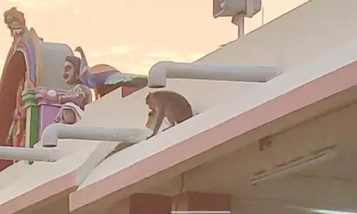 பழனி கோவிலில் பக்தரிடம் செல்போனை பறித்துச் சென்ற குரங்கு