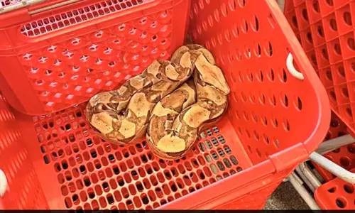 சூப்பர் மார்க்கெட்டில் கூடைக்குள் கிடந்த ராட்சத பாம்பு- வாடிக்கையாளர் அதிர்ச்சி