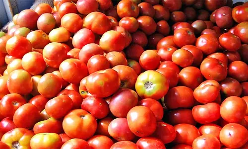 தக்காளி விலை தொடர்ந்து சரிவு- கிலோ ரூ.50-க்கு விற்பனை