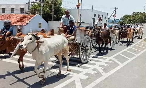 திருமூர்த்திமலை- ஆடி அமாவாசை விழாவில் பங்கேற்க மாட்டு வண்டிகளில் வந்து குவிந்த பக்தர்கள்