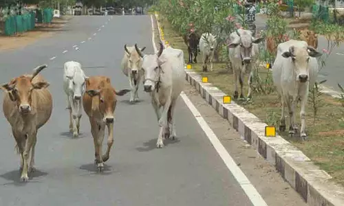 மாடுகளின் பிடியில் பழைய மகாபலிபுரம் சாலை-  வாகன ஓட்டிகள் விபத்துகளில் சிக்குவதாக புகார்