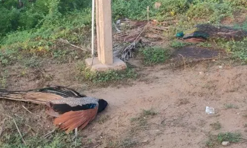 பறந்து கொண்டிருந்த  மயில்கள் திடீரென மயங்கி விழுந்து செத்தது