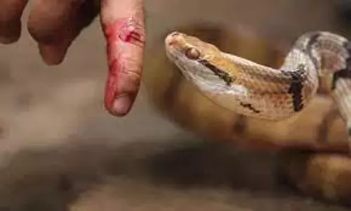 பாம்பு கடித்து மூதாட்டி சாவு