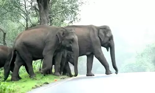 பவானிசாகர் அணைப்பகுதியில் நடமாடும் யானை கூட்டம்