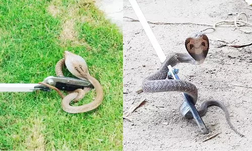 வீடுகளுக்குள் புகுந்த 2 நாகபாம்புகள்